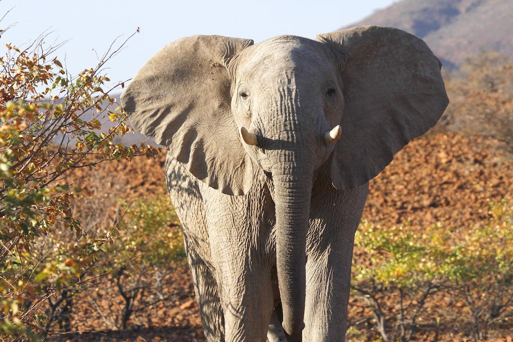 Etendeka Mountain Camp Damaraland Ngoại thất bức ảnh