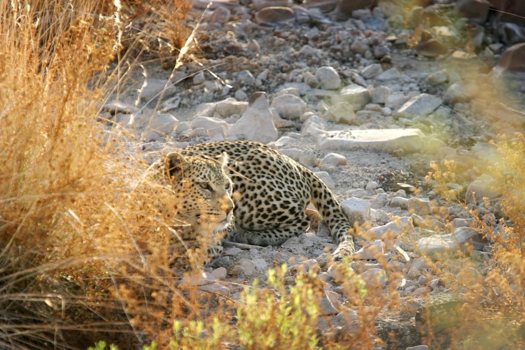 Etendeka Mountain Camp Damaraland Ngoại thất bức ảnh