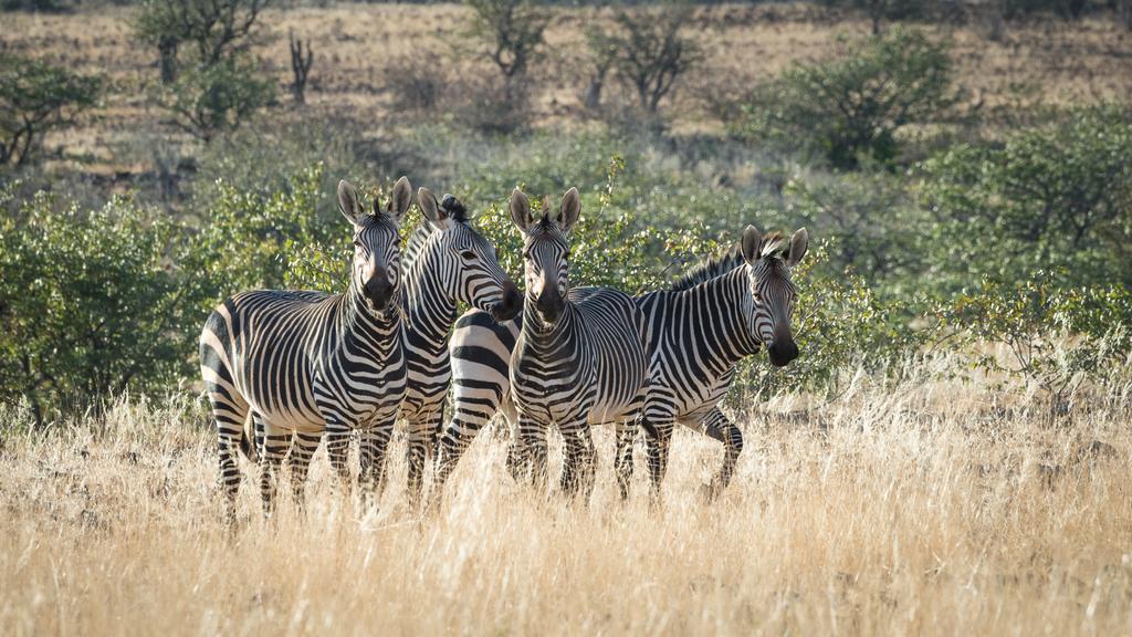 Etendeka Mountain Camp Damaraland Ngoại thất bức ảnh